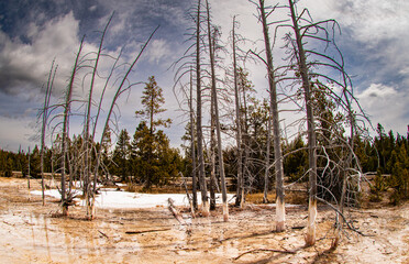 Ghost trees, Yellowstone National Park