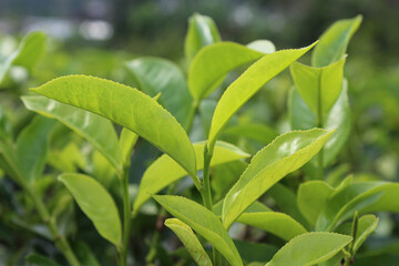 Close up view of tea leaf shoots
