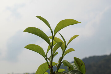 Close up view of tea leaf shoots, with sky and green hill background
