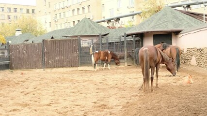 A group of brown and black horses in a large stable yard. The photo highlights the importance of providing enough space for social interaction and natural behaviors in a managed setting.