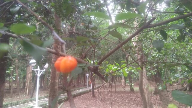 Dewandaru (Eugenia uniflora)