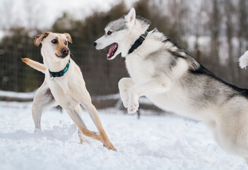 Husky surprises another dog while playing in the snow.
