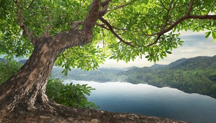 Fototapeta premium Big tree foreground, foliage leaves on corner border on transparent background
