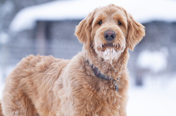 Obraz premium Goldendoodle with snow on his face standing out in the cold.