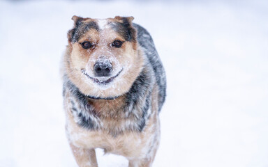 Blue heeler dog runs through deep, fresh snow.