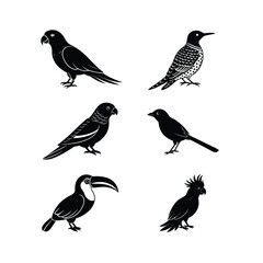 6 difference birds vector such as  Cockatoo,Toucan,Rainbow Lorikeet ,etc