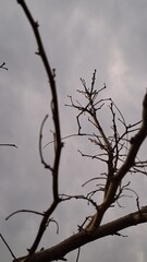 Leafless branches of a tree in late autumn