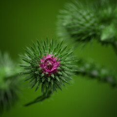 Fototapeta premium THISTLE - Beautiful flowering wild plant in its natural environment 