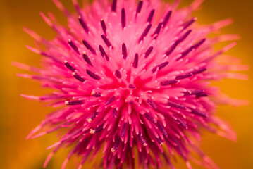 THISTLE - Beautiful flowering wild plant in its natural environment

