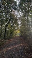 path in the forest