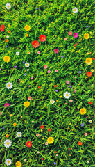 Green grass with flowers. Top view of grass. Screensaver
