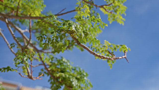 Vibrant green leaves on a branch of moringa tree against a clear blue sky in outdoor murcia setting highlight natural beauty and lush environment in spain - Powered by Adobe