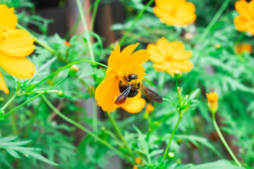 【クマバチ】都会のキバナコスモスの花粉を集めるかわいいクマバチ【キバナコスモス】