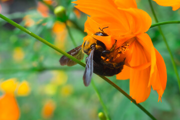 【クマバチ】都会のキバナコスモスの花粉を集めるかわいいクマバチ【キバナコスモス】
