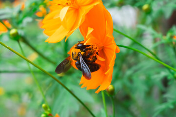 【クマバチ】都会のキバナコスモスの花粉を集めるかわいいクマバチ【キバナコスモス】