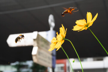【クマバチ】都会のキバナコスモスの花粉を集めるかわいいクマバチと蜜を吸うホシホウジャク【ホシホウジャク】