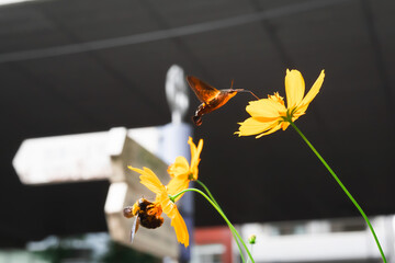 【クマバチ】都会のキバナコスモスの花粉を集めるかわいいクマバチと蜜を吸うホシホウジャク【ホシホウジャク】