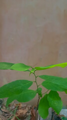 plant growing in the ground