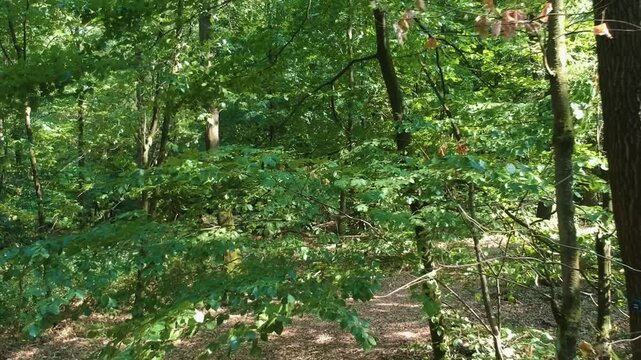 Forest drone