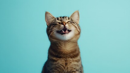 Fototapeta premium 座っている幸せそうな茶色の猫