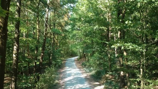 Forest drone