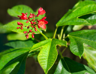 A close-up of a cluster of red flowers and lobed green leaves of the tropical Jatropha peregrina tree, Jatropha integerrima. Native to Cuba and the West Indies.