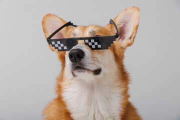 Cool corgi dog wearing pixelated sunglasses, smiling and looking stylish