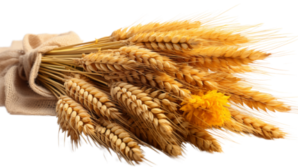 A vibrant four-leaf clover symbolizing good fortune and natural beauty, isolated on transparent background.