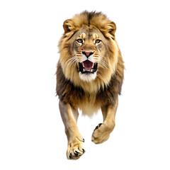 Obraz premium Running Majestic Lion in Action isolated on white background as transparent. PNG. AI GENERATED