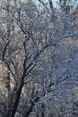 This tree in nature is covered with snow in sunny early winter day.