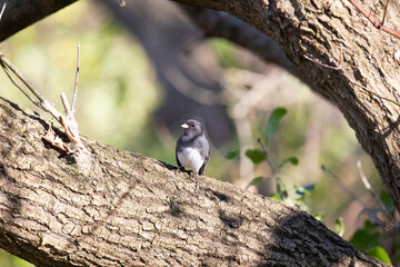 Dark-eyed Junco