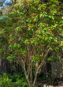 A tropical Jatropha peregrina tree, Jatropha integerrima, with many clusters of bright red flowers. Native to Cuba and the West Indies.