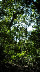 sun shining through the forest