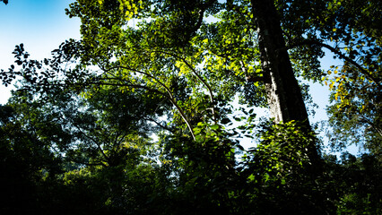 sun rays through trees