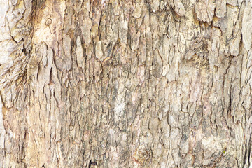 Photo brown, grey rain tree bark arranged in lines it beautiful. Use is house wall for background or website wallpaper. Can be used as model. Abstract texture background. 
