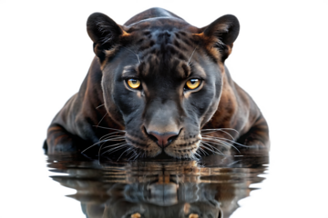 black panther drinking water isolated on white background isolated on white background as transparent. PNG. AI GENERATED