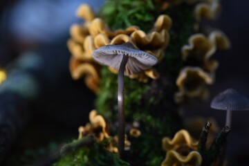 mushroom in the forest