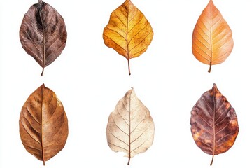 Obraz premium Set of dry leaf isolated in white background
