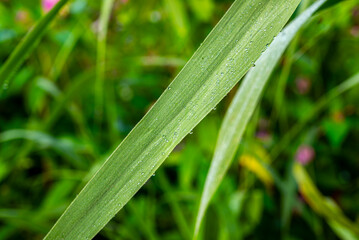 Rosa na trawie, liść trawy, rosa, zieleń © Tomasz