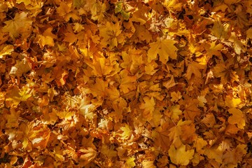 Autumn fall leaves in park. Natural autumn background.
