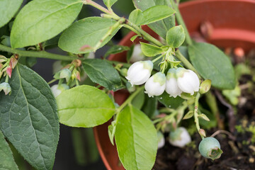 Beautiful blueberry flowers.