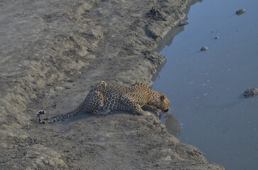 Leopard Drinking Water in the Wild