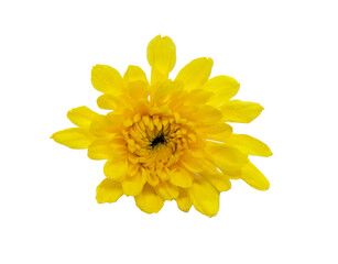 yellow flower isolated on white background