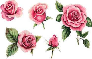 Fototapeta premium Hand-Drawn Watercolor Pink Rose Flower Clipart