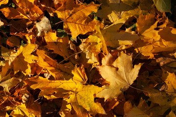 Autumn fall leaves in park. Natural autumn background.