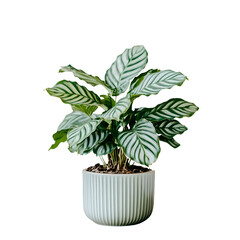 Fototapeta premium Calathea Ornata Houseplant in a Ribbed Pot