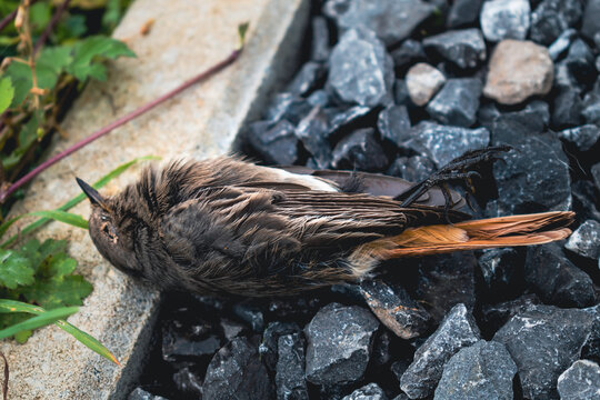 Dead black redstart bird in a garden, phoenicurus ochruros