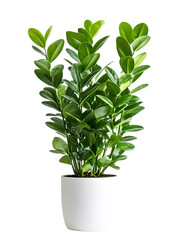 Zamioculcas zamiifolia plant in a white pot
