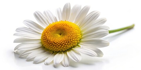 Isolated Chamomile Flower on White Background with Soft Shadow - Top View of Herbal Flower for Natural Remedies and Wellness Illustrations