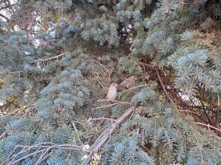 a spruce and a sparrow